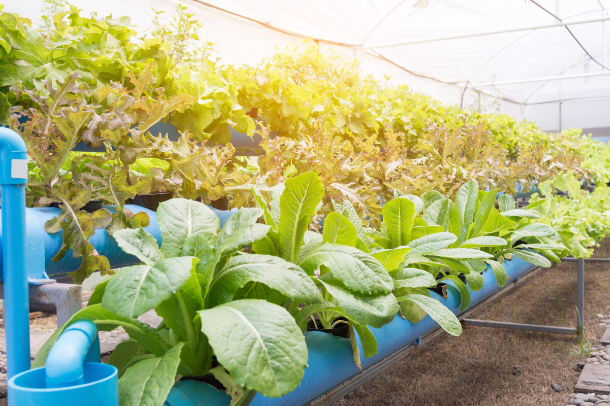 Organic Hydroponic Vegetable Cultivation Farm