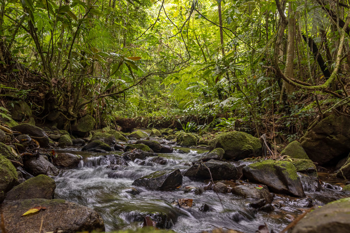 Floresta da Mata Atlântica