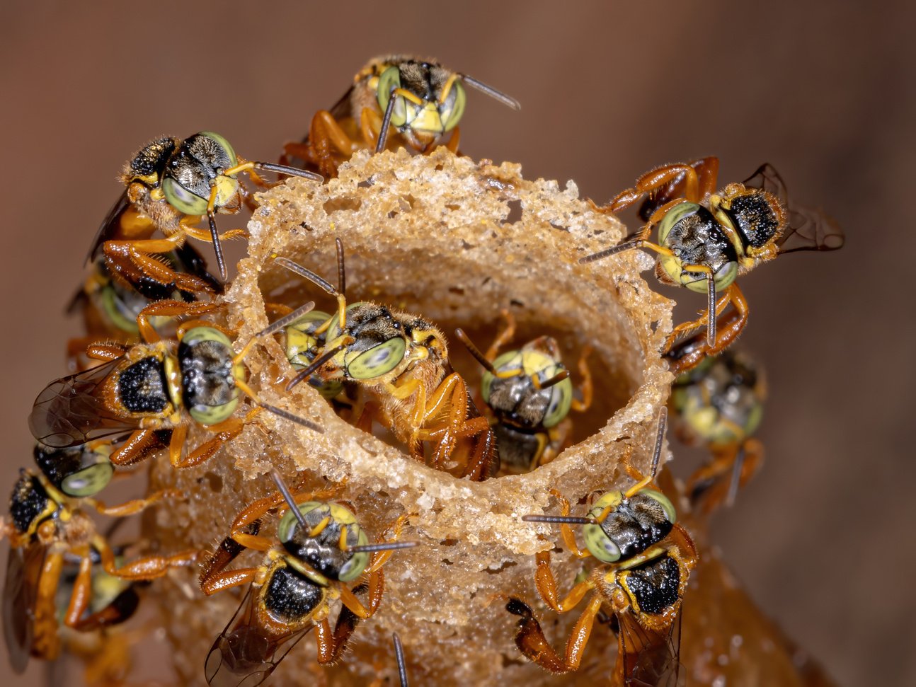 Stingless Jatai Bee